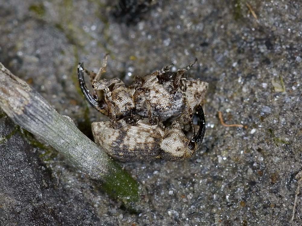 Grypus equiseti - Curculionidae